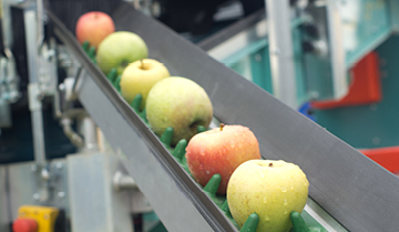 Line of apples moving in a factory